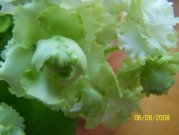 Polominiatura