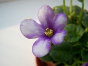 Polominiatura